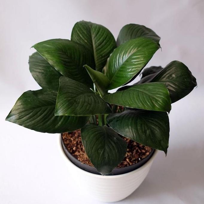 Terlaris Tanaman Hias Manaloa King Wood / Sepatu Film Bangkok / Inc Pot Tawon