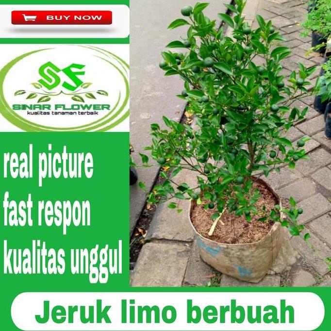 Terlaris Pohon Jeruk Limo Berbuah/Jeruk Limo Sudah Rimbung-Berbunga Dan Berbuah
