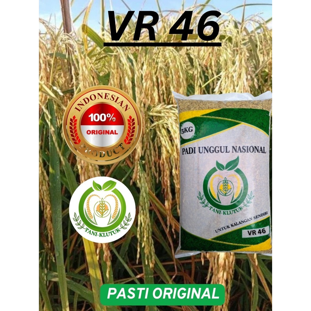 BIBIT/BIJI padi VR 46 veloz rice 46 5kg original TANI KLUTUK