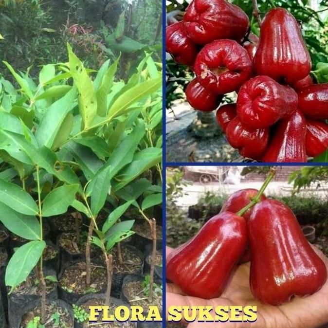 BIBIT JAMBU AIR CITRA/BIBIT BUAH/BIBIT JAMBU/TANAMAN BUAH