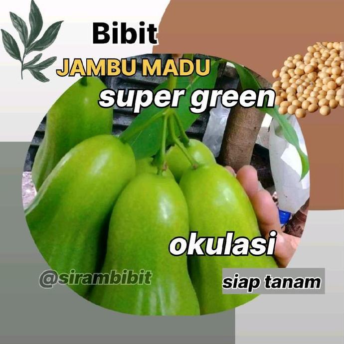 Bibit Jambu Air Madu Super Green Premium Hasil Okulasi - Benih Tanaman