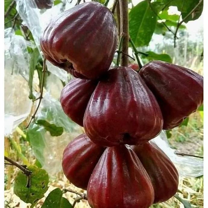 Bibit tanaman jambu air dalhari cangkok