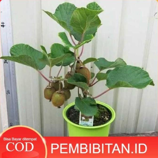 siap berbuah Bibit tanaman buah Kiwi cepat berbuah fres bisa COD