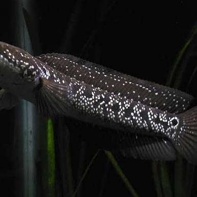BABY CHANNA ASIATICA WS (WHITE STRIP) | IKAN GABUS MUTIARA CHANA CANA