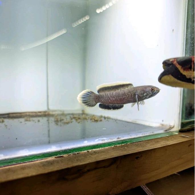 CHANA LIMBATA WC SZ 5-12CM FULL GALAK