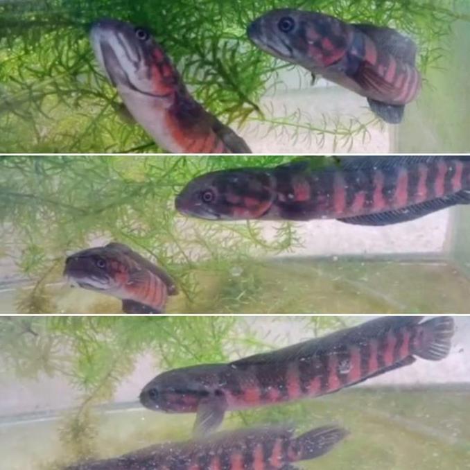 CHANNA ASIATICA PAIR PROVEN