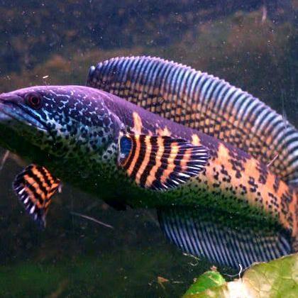 HIASAN AKUARIUM AURANTI GONDRONG 12CM