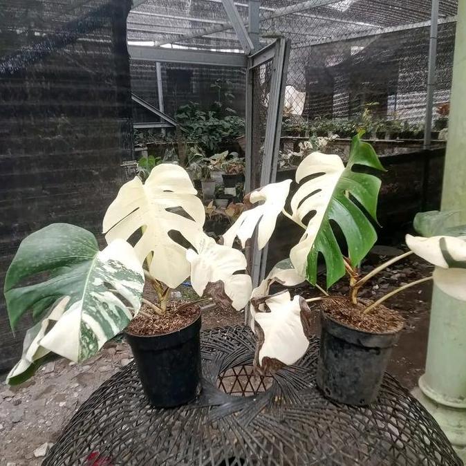 Terlaris Monstera Variegata Ekonomis