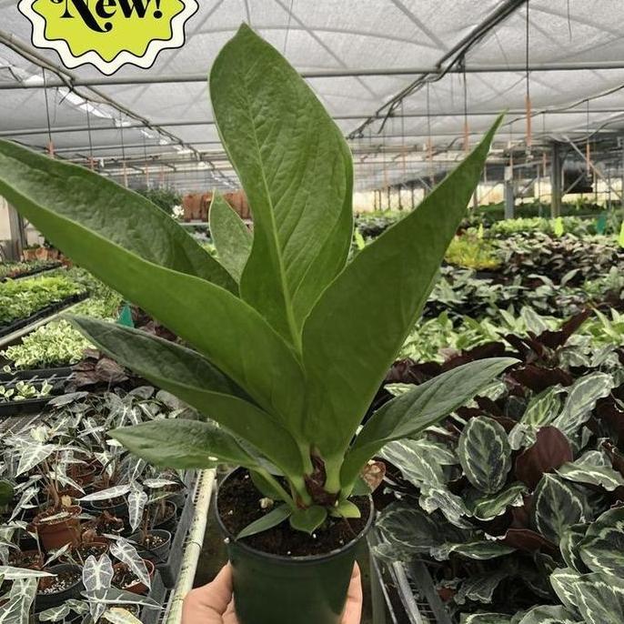 Terlaris Tanaman Hias Anthurium Jemani Cobra Besar