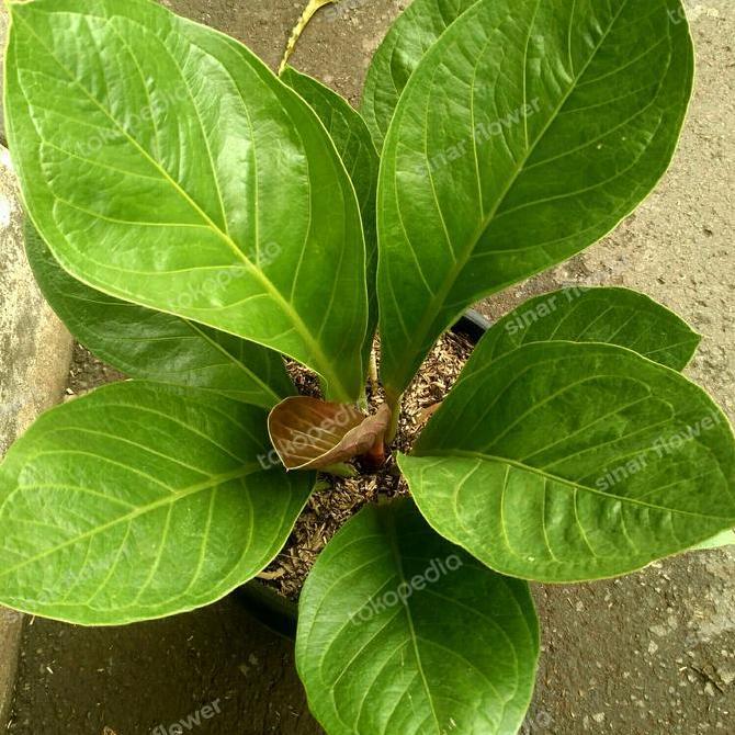 Terlaris Tanaman Anthurium Jemani Kol Dewasa/Tanaman Hias/Anturium Jemani Kol
