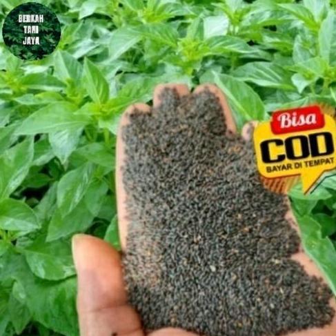 Terlaris Benih Bibit Sayur Kemangi 1Kg