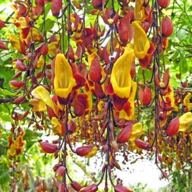 Terlaris Flame Of Irian Coklat