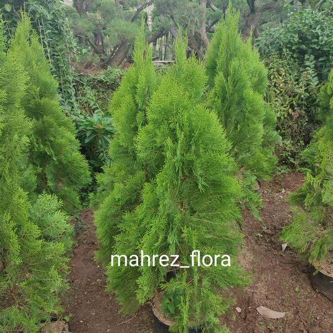 New Item, Pohon Cemara Kipas 2 Meter