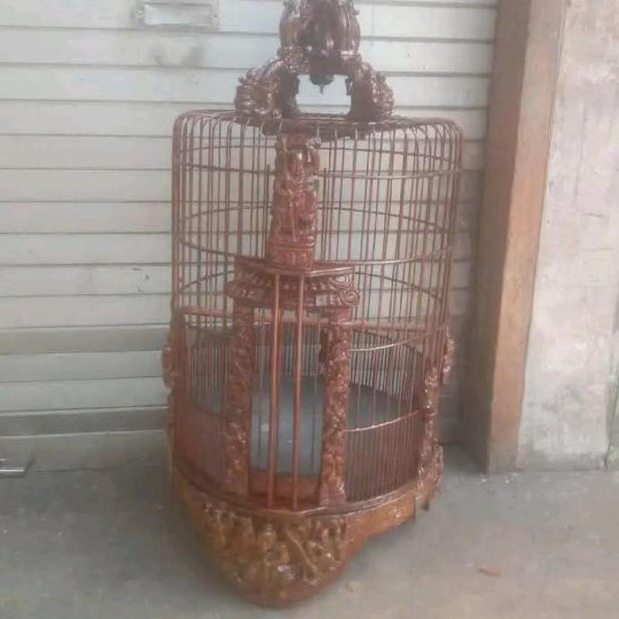 sangkar anis merah cungkok bekas kualitas