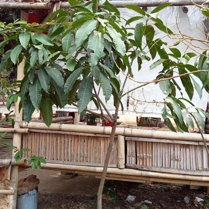 OBRAL Bibit Pohon Mangga Kweni Sudah Berbuah/pohon Mangga Kweni Siap Buah ATZX