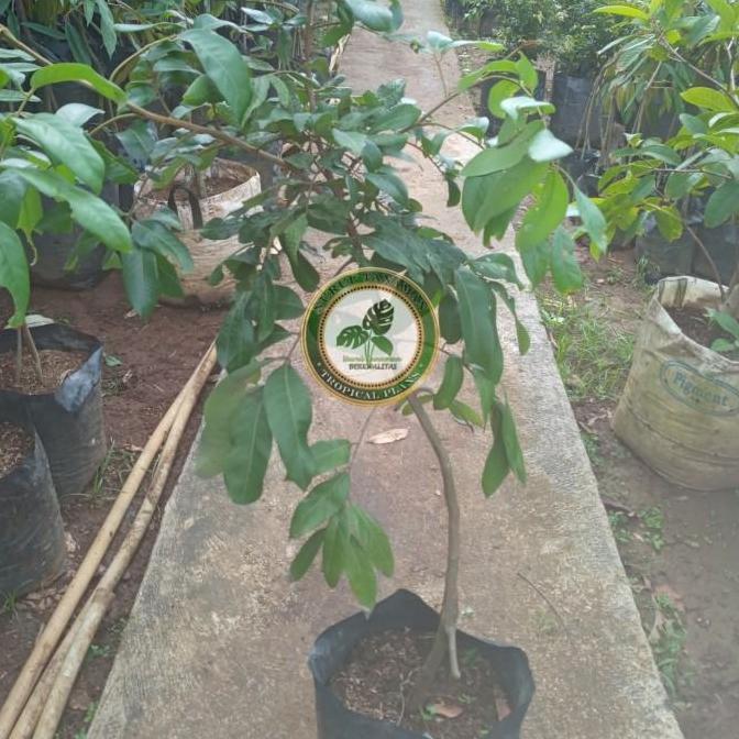 OBRAL Bibit Pohon Kelengkeng Itoh / Tanaman Buah Lengkeng Itoh Super ATZX