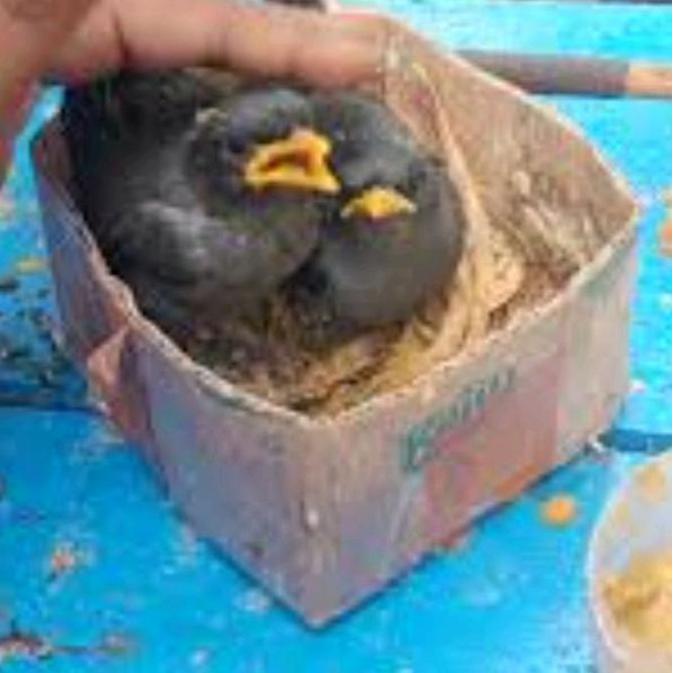 jalak kebo Lolohan mata'putih pilihan jantan