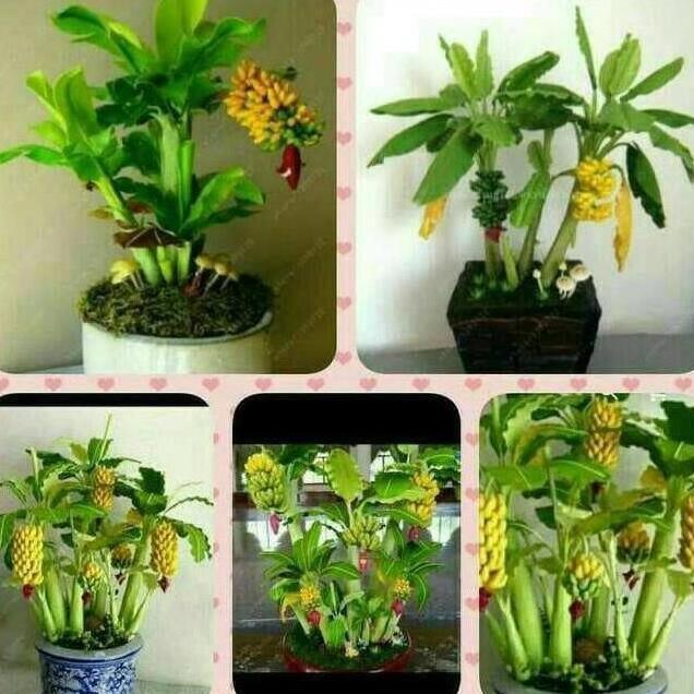 Biji Bibit Tanaman Pisang Mini Bonsai ATV