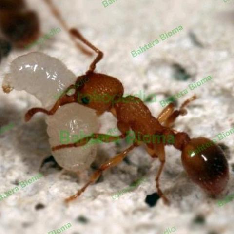 [1 Kg] Kroto Semut Rangrang pakan burung