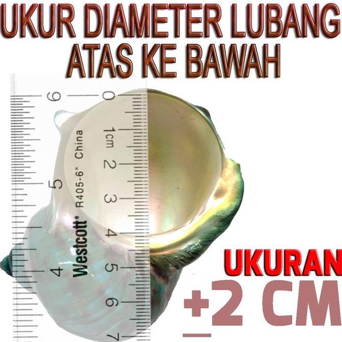 Promo TURBO BANDED CANGKANG KOSONG KELOMANG KEONG RUMAH UMANG POMPONGAN HERMIT CRAB SHELL KERANG HIA