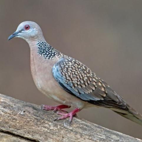 MEDPET COCK FERTILITY UNTUK KESUBURAN BURUNG MERPATI JANTAN