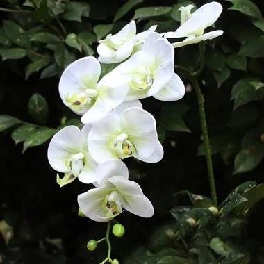 Bunga Anggrek Artificial Super Premium Latex Import (Real Touch) - 7Head-Varian Colors