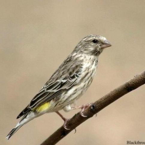 UNIQUE - FIRST AID 240 ML KICAU LARUTAN OBAT BURUNG SETARA MARVEL AID