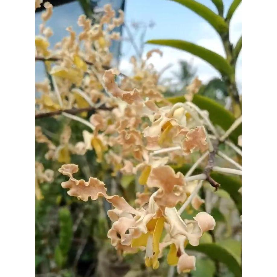 Promo [ REMAJA ] Dendrobium discolor Merauke Keindahan Eksotis dari Timur Indonesia COD