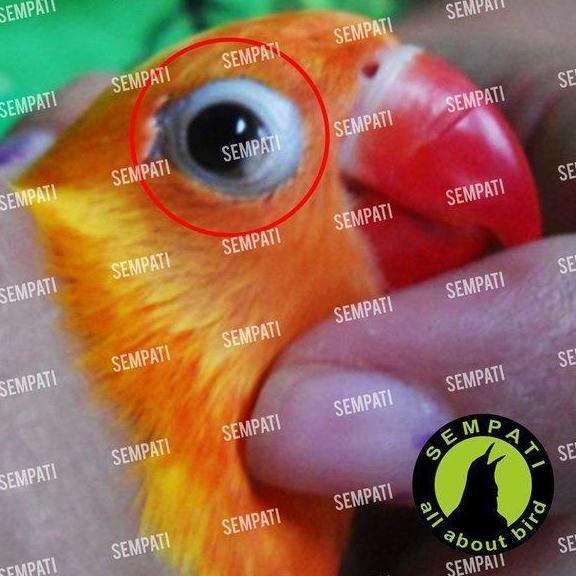 Sempati Snot Sembuh Seketika Sempati Vitamin Obat Burung Sakit Mata Katarak Bengkak Berair Merah Pil