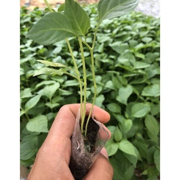 Bisa Cod Polybag Semai Cabe/Plastik Semai Cabai & Sayur / Polybag Semai Sayur Isi 1000 Lembar - Sema