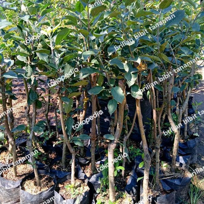 bibit tanaman apel merah cangkok batang besar cepat berbuah