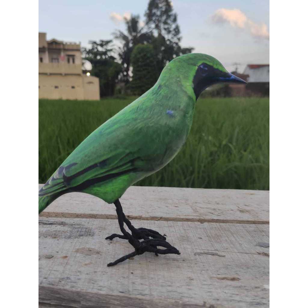 COD JONTOT BURUNG OCEHAN MIRIP ASLI KACER PERKUTUT MURAI JALAK KUTILANG KOLIBRI CUCAK IJO MIRIP ASLI