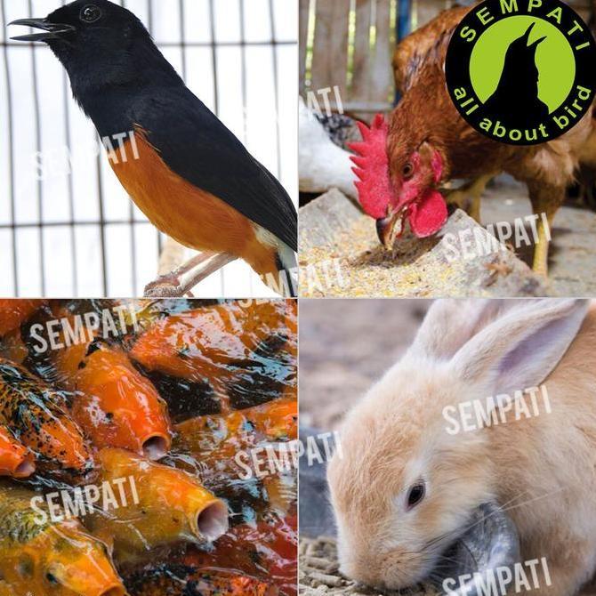 Sempati Tepung Ulat Hongkong Pakan Burung Anis Cucak Ijo Pleci Kacer Cucak Rowo Jalak Murai