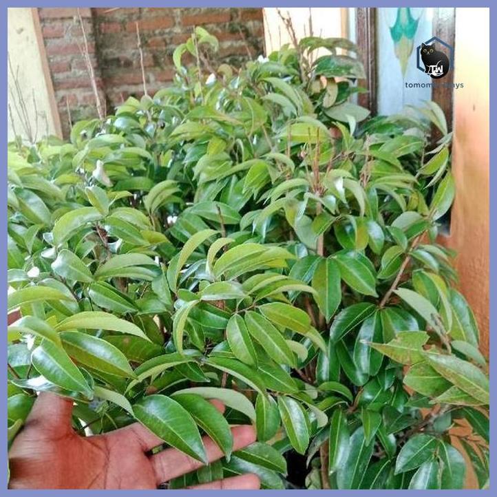 BIBIT LECI MERAH  JENIS COM SUPER PREMIUM TAMAN TANAMANA BIBIT PEKARANGAN HIASAN BUAH BUNGA