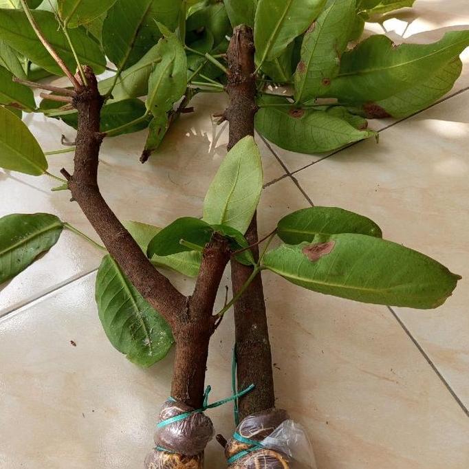 cangkokan jambu citra jumbo