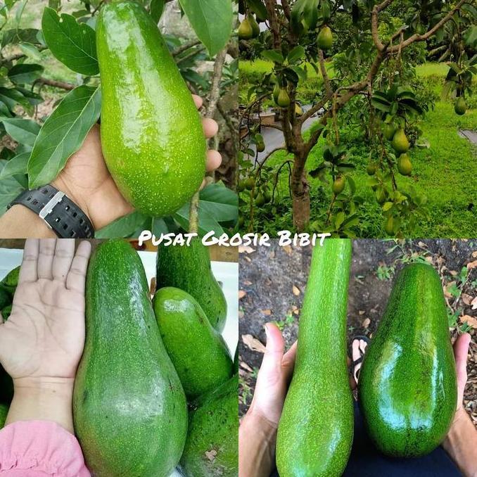 BISA BERBUAH DI POT Bibit alpukat aligator - alpukat jumbo cepat berbuah