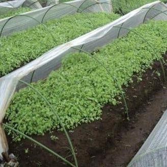 Takiron Tunnel Pipe Sungkep Tanaman Modern 8 mm x 180 cm