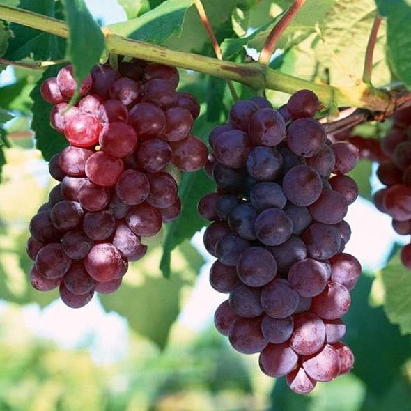 Aymancollections - Tanaman Buah Anggur Merah Lokal - Ukuran 25Cm - 100% Ori