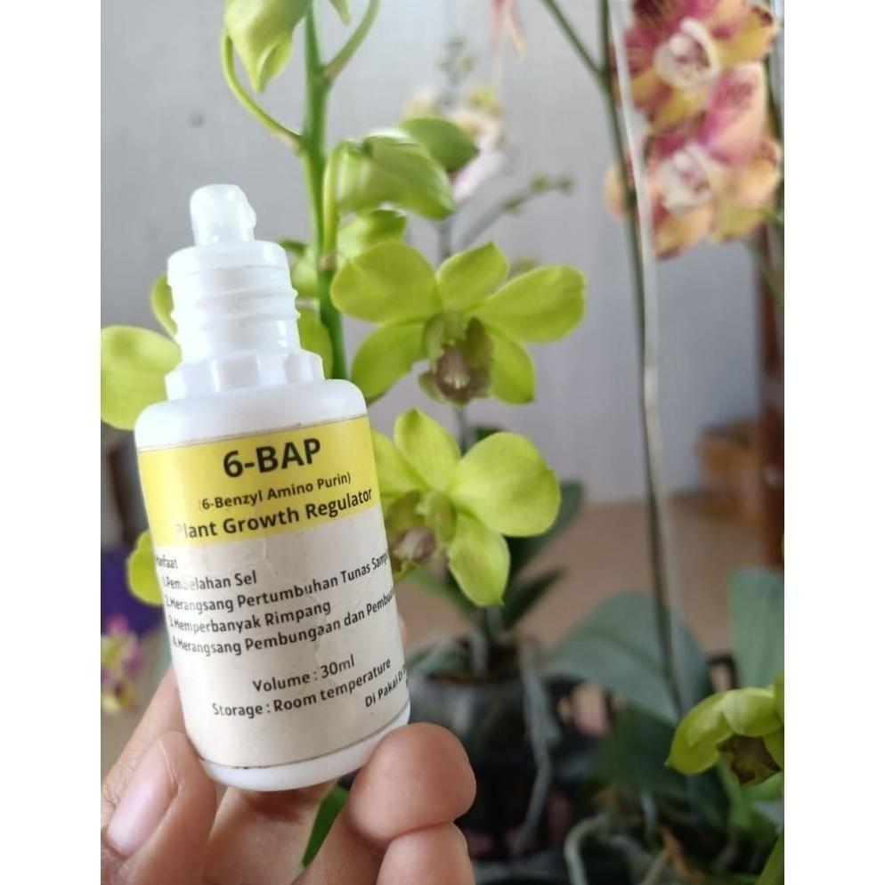 Bisa Cod Ya Kak Super Murah Hormon Anggrek 6 Bap Kuning 30 Ml (Cocok Untuk Penumbuhtunas &Pembungaan