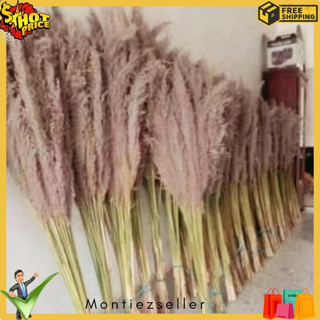 Diskon Kemerdekaan Pampas Bulu Pampas Kering Pampas Dekorasi Rustic