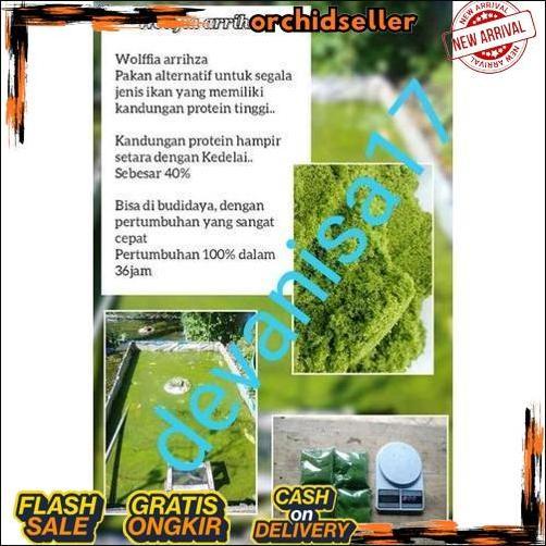 Original Bibit Wolfia 50 - 150 Gram Benih Wolffia