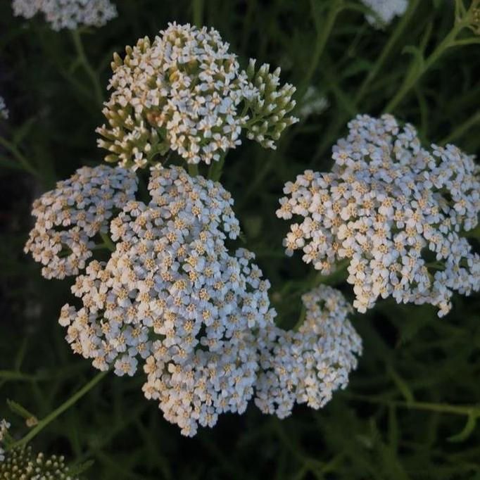 Biji Benih Bibit Herbal Bunga Anise / Adas Manis Edible Flower