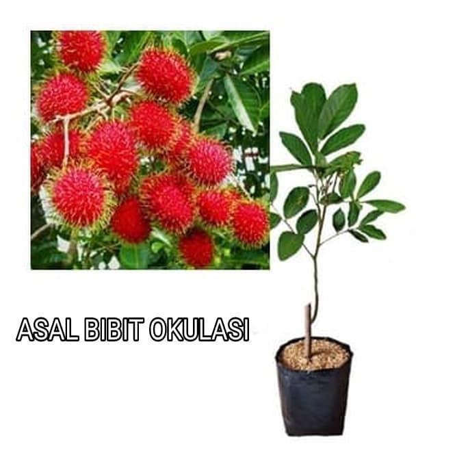 Bibit Rambutan Binjai Pohon Rambutan Bibit Buah Rambutan Binjai
