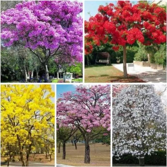 Tanaman Tabebuya Varian Warna Pohon Tabebuya Bibit Tanaman Tabebuya