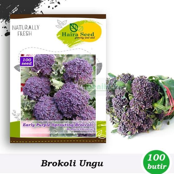 Benih-Bibit Brokoli Ungu (Haira Seed)
