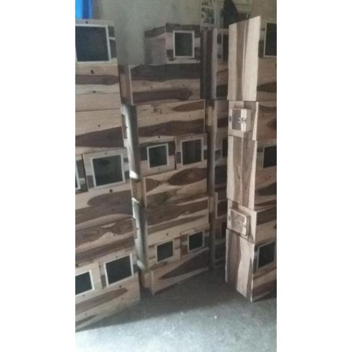 Glodok L Burung Falk Sun Conure Monk IRN Glodok Parrot Kaca KL