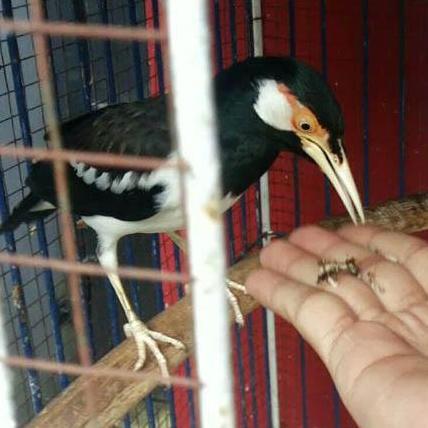 Burung Jalak Suren Cetrekan Jinak Gacor Garuda