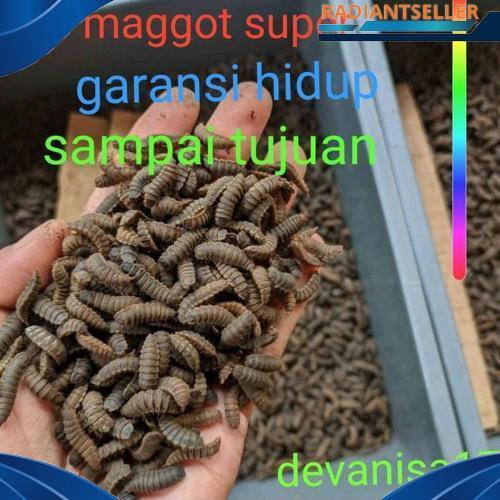 Produk Baru Prepupa Magot Bsf Pupa Lalat Black Soldier Fly 1Kg