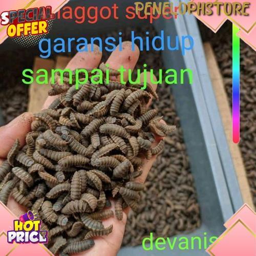 New Produk Prepupa Magot Bsf Pupa Lalat Black Soldier Fly 1Kg
