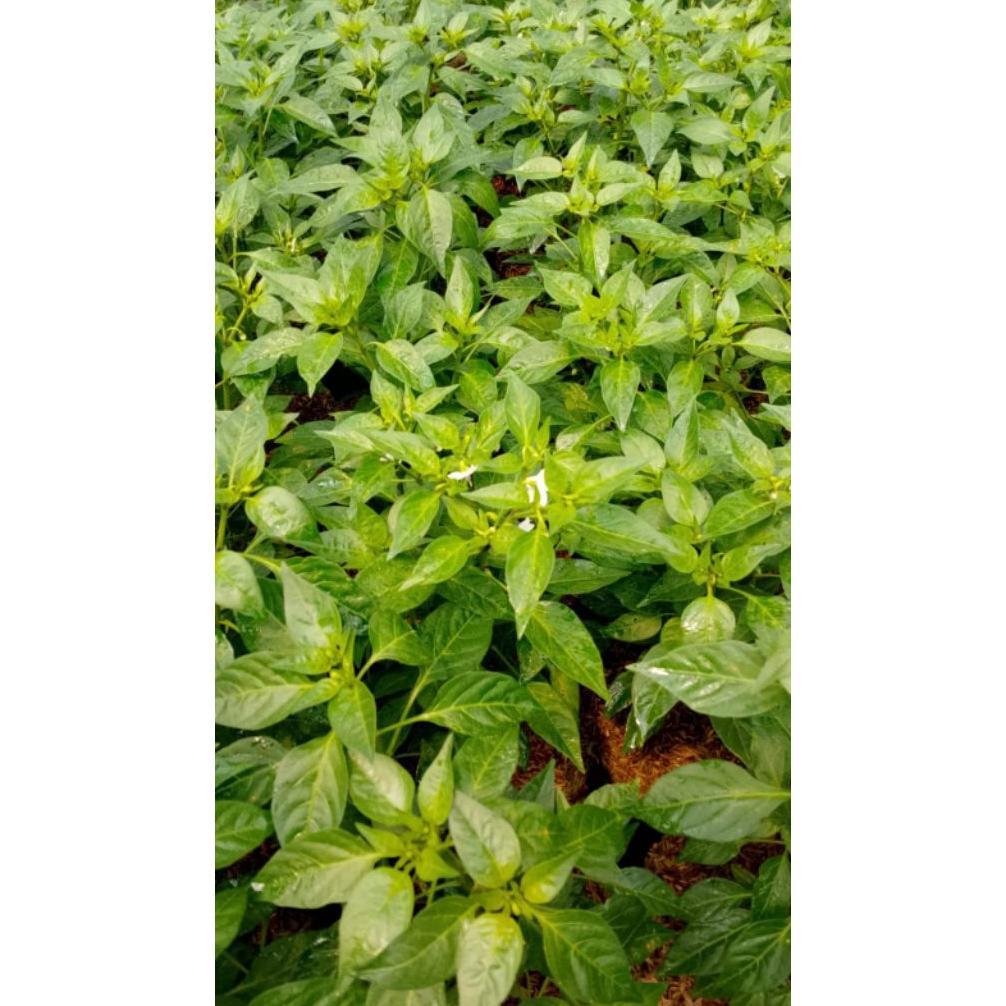 Promo Cod Paket Hemat Lengkap 25 Macam Bibit Sayur Sayuran Tanaman Herbal Buah Bunga Dll 